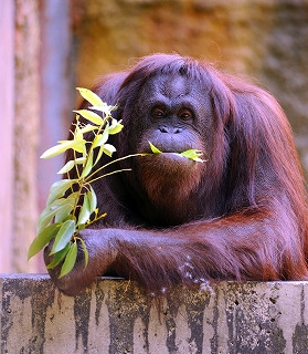 いしかわ動物園】オランウータンの4コマ漫画本の発売について